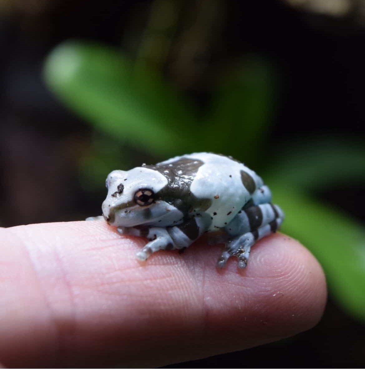 Milk frogs