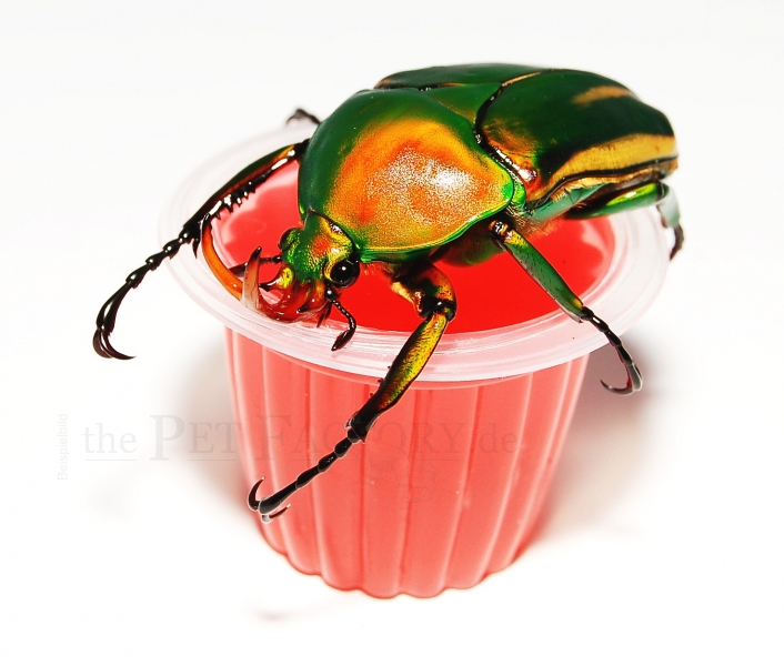 The Pet Factory – Beetle Jelly Strawberry