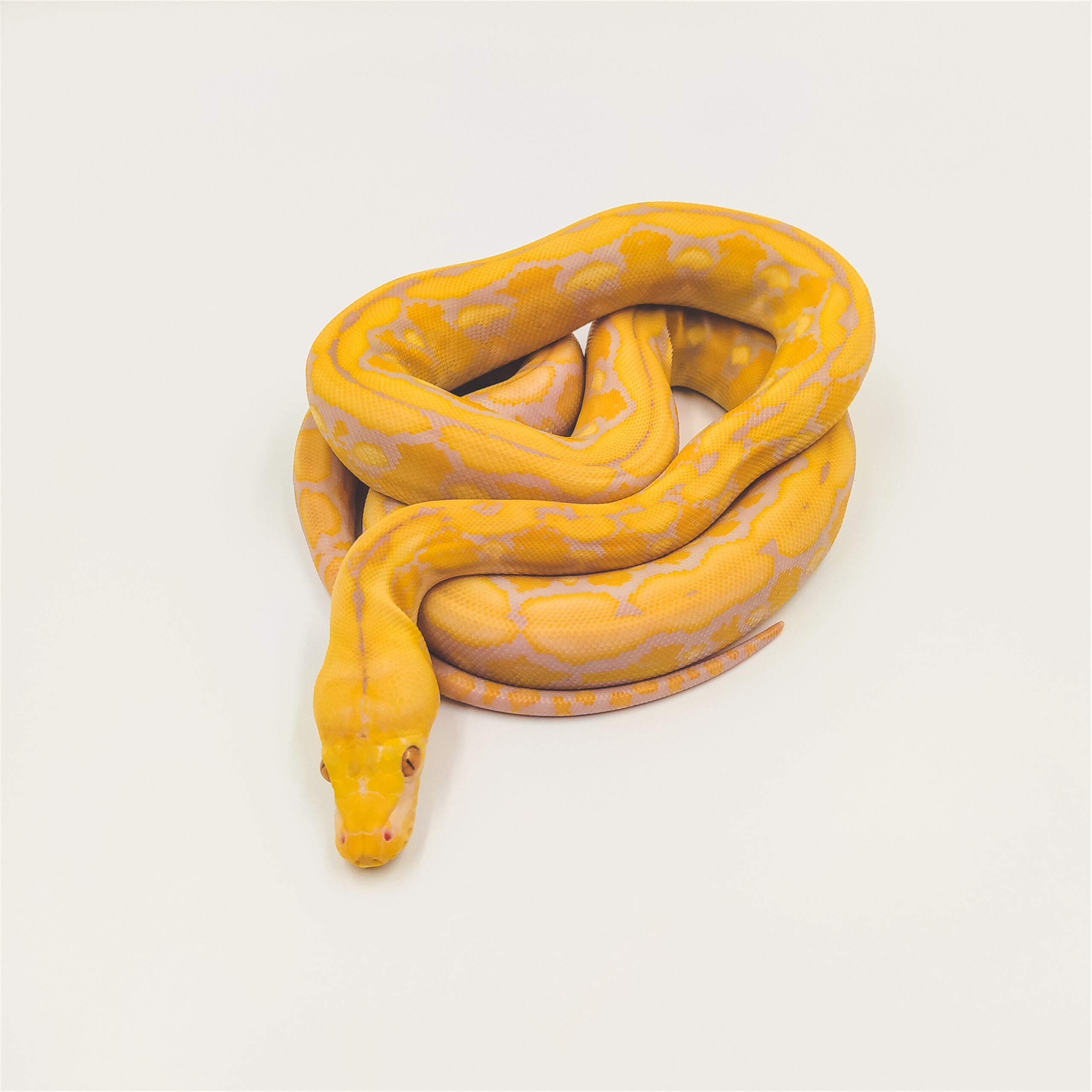 Reticulated Python Tiger Purple Albino Dwarf / Superdwarf ????????????????