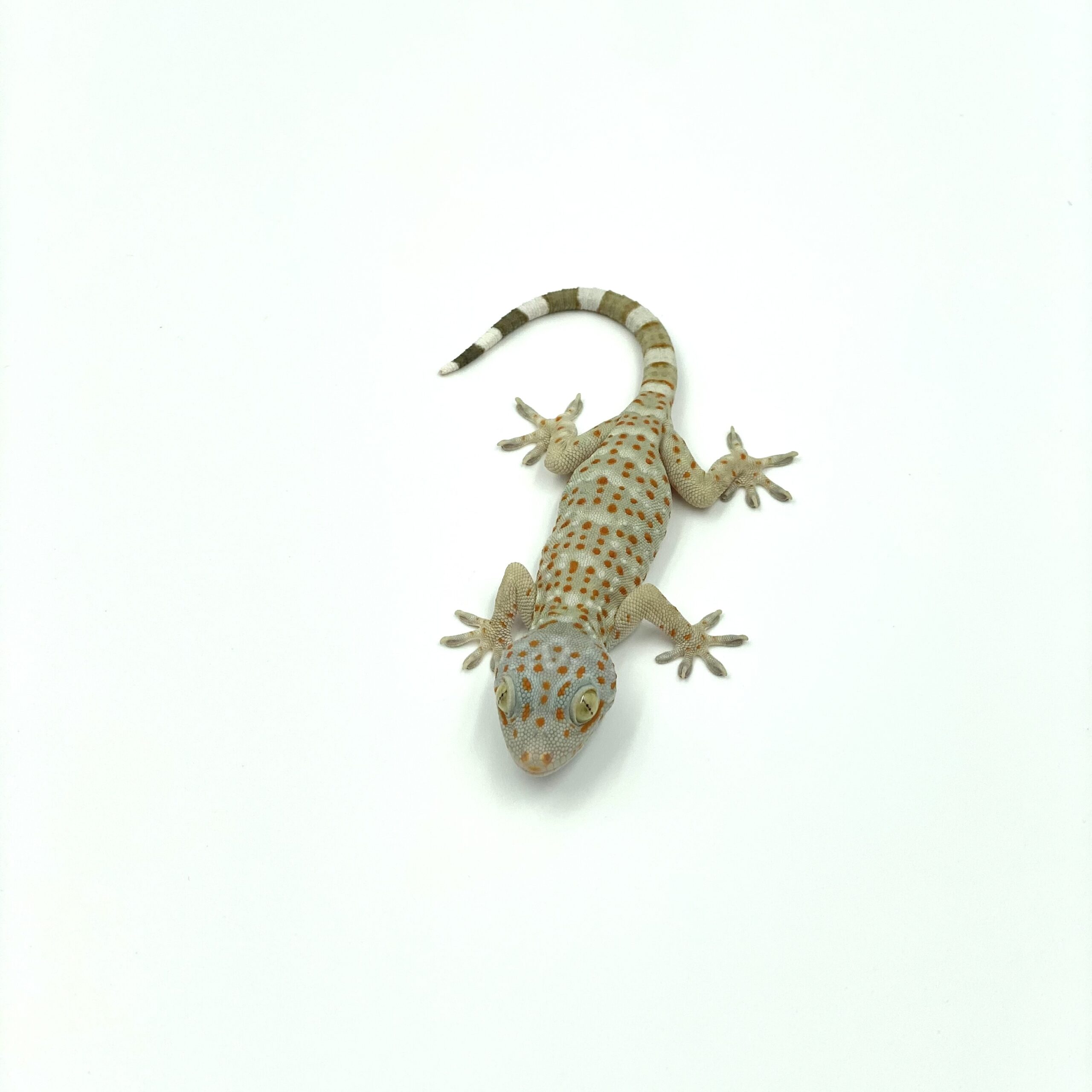 Tokay gecko | Gekko gecko