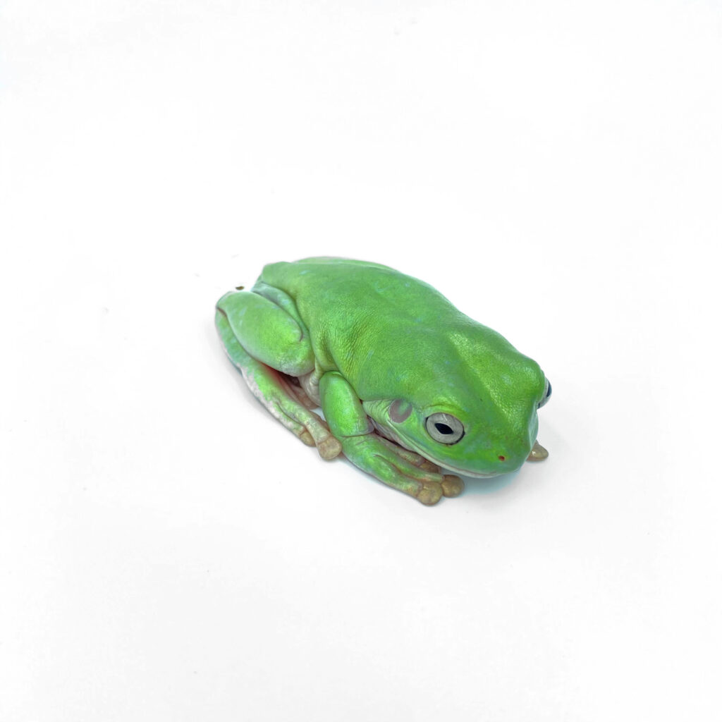 White's Tree Frog | Ranoidea caerulea - MyReptileShop