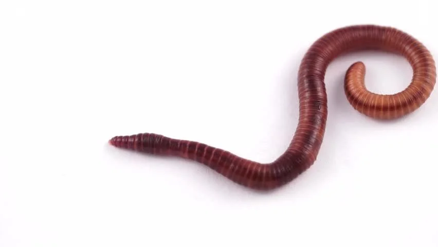 earthworms geoskolikes entoma trofes