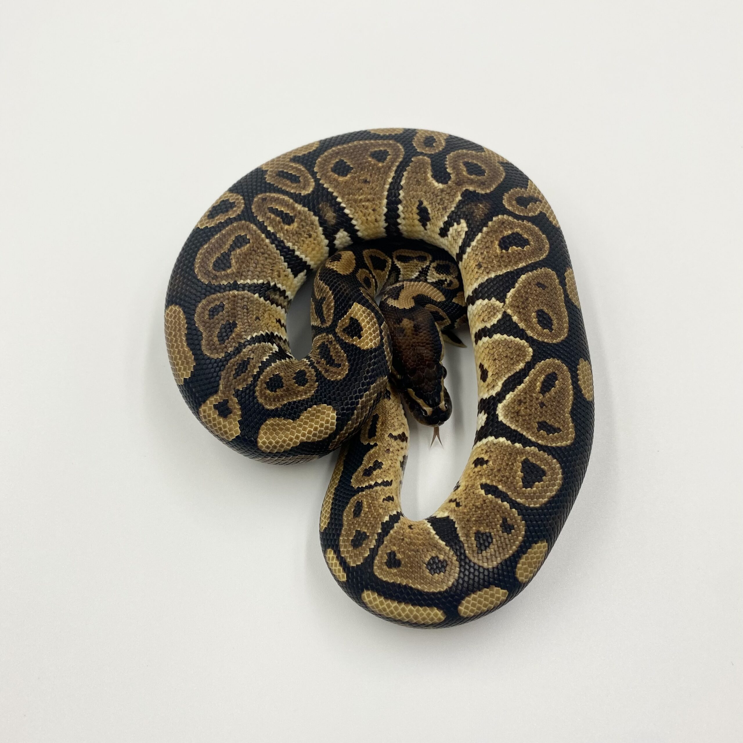 Ball python | Mahogany | Αρσενικό