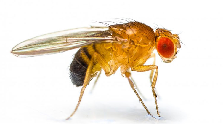 Fruit Flies / Melanogaster / entoma / zontanes trofes