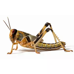 Desert locust Medium – Ακρίδες 10τμχ.