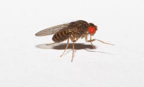 Fruit Flies – Drosophila Melanogaster Small (Αποικία)