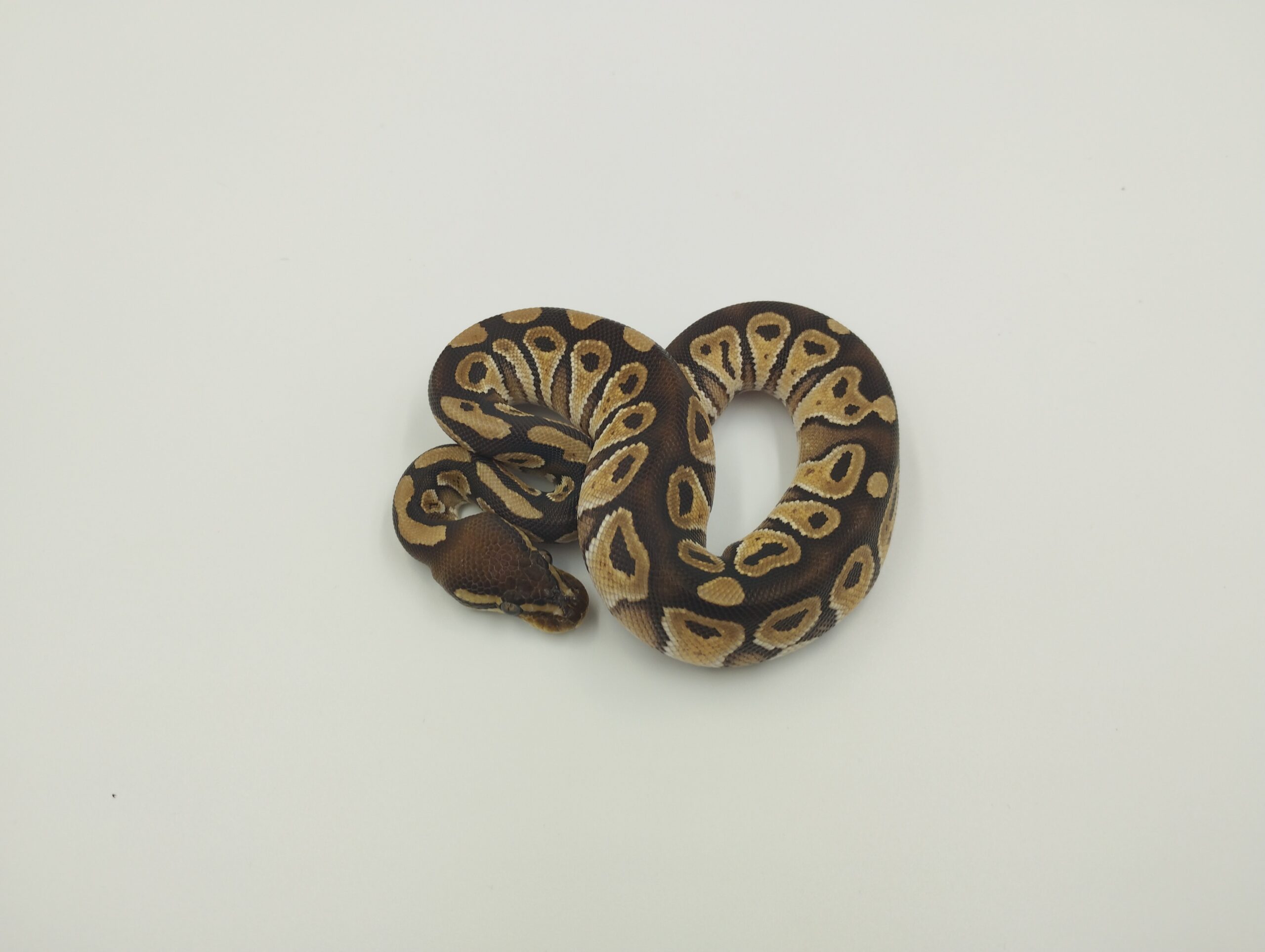 Ball Python | Mojave / Αρσενικό