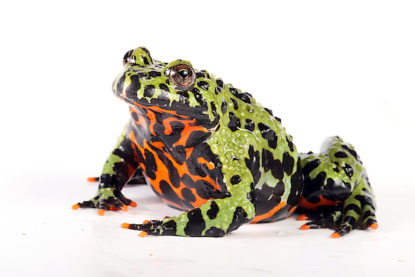 Oriental fire-bellied toad | Bombina Orientalis