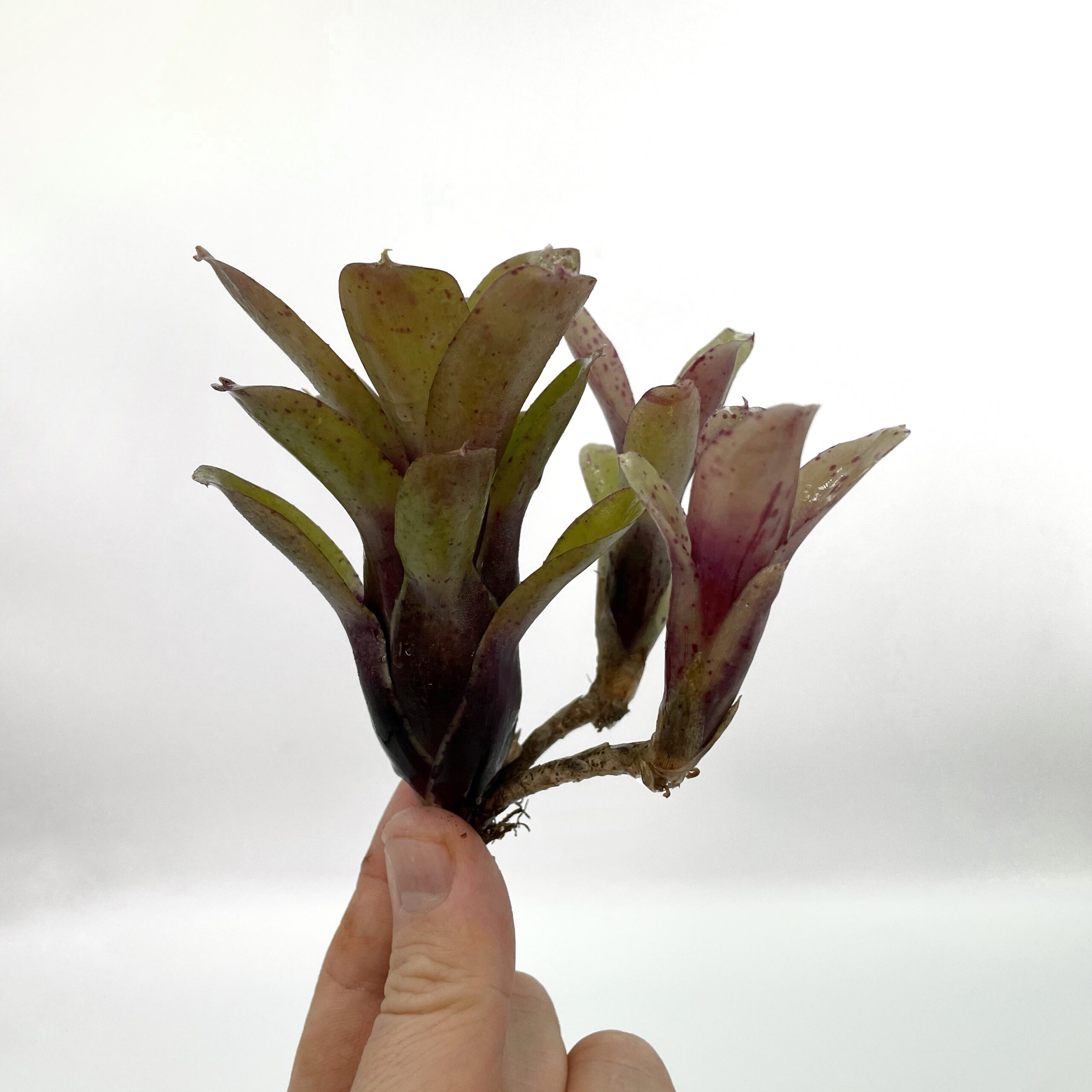 Neoregelia Chiquita Linda