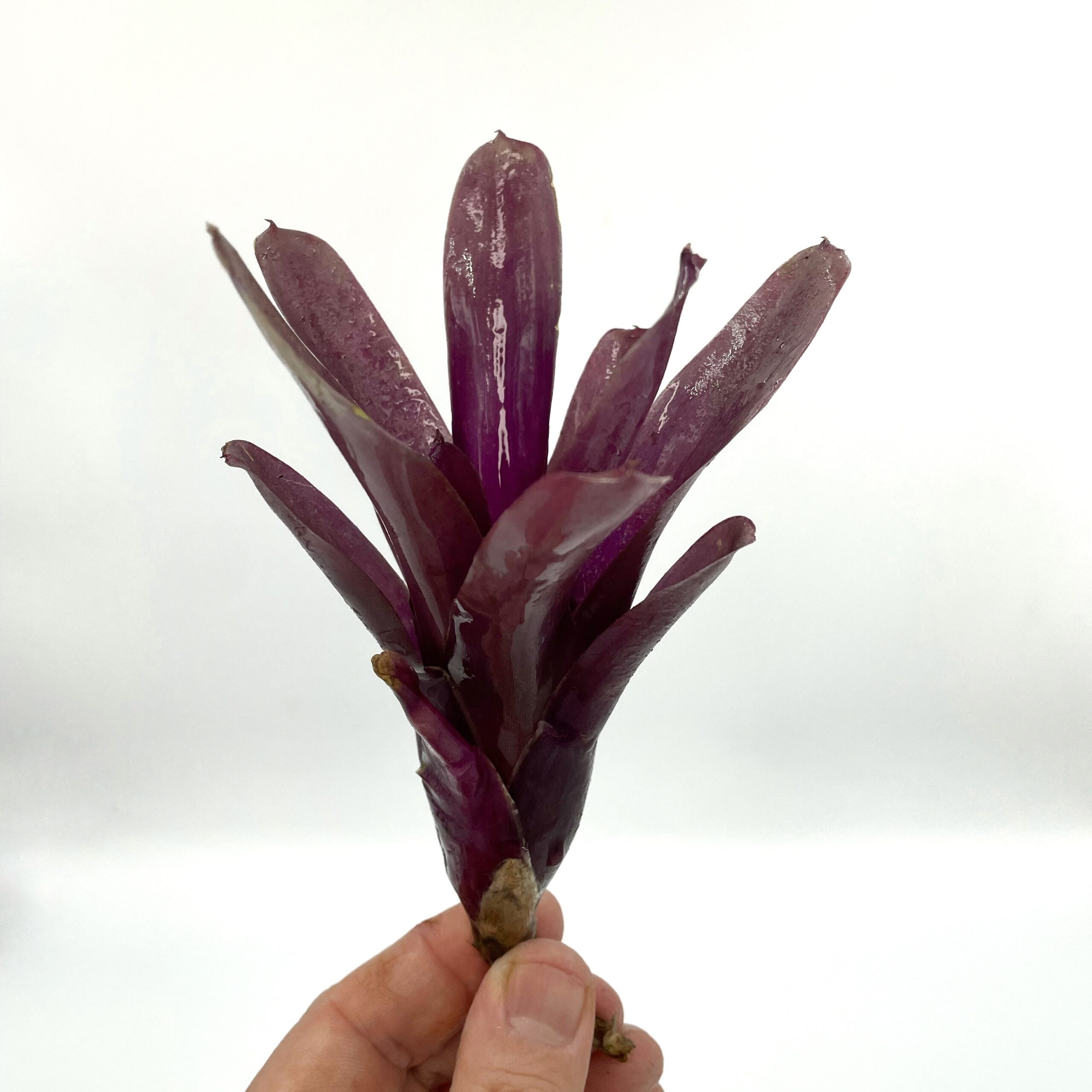 Neoregelia Super Fireball