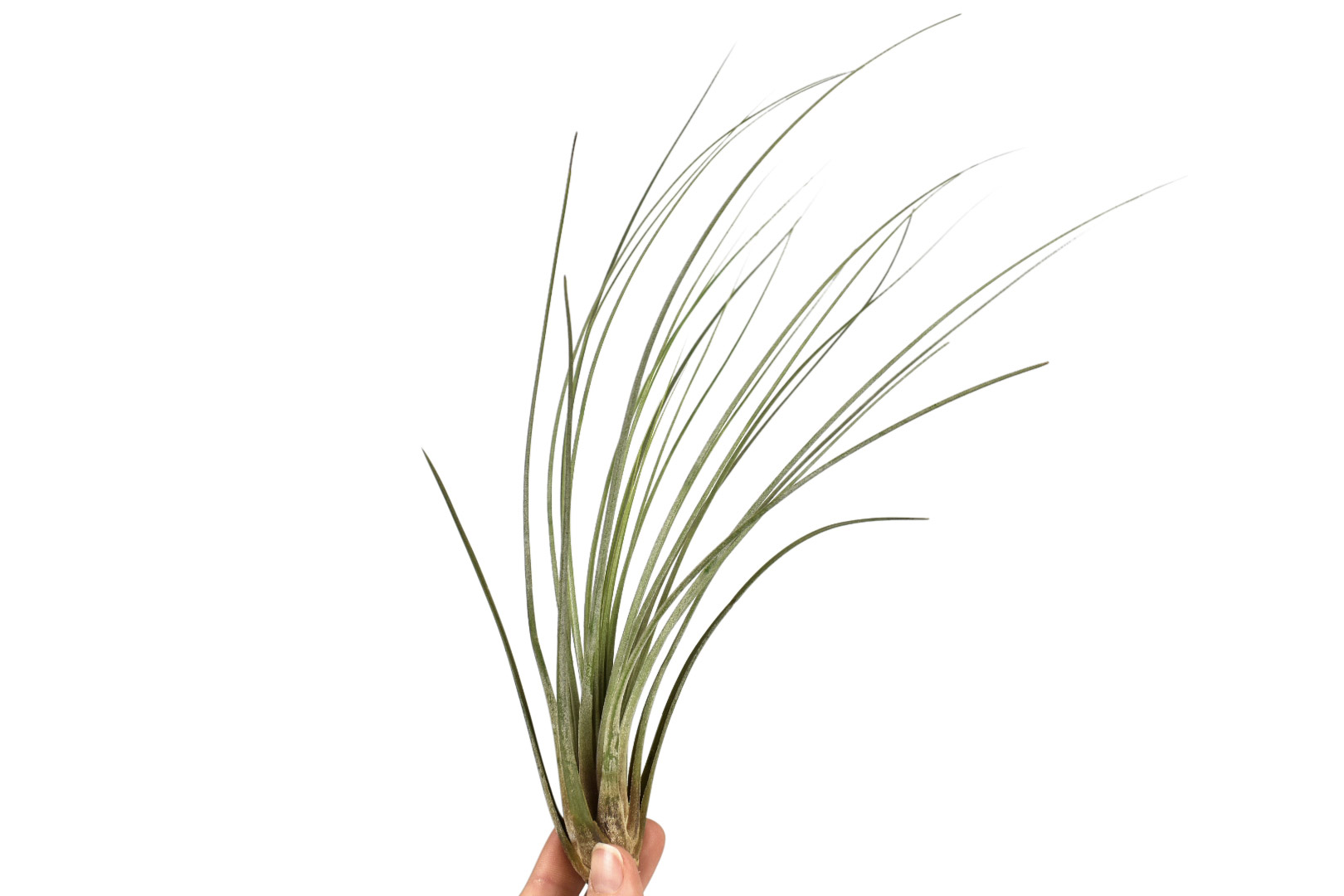 Tillandsia Juncea