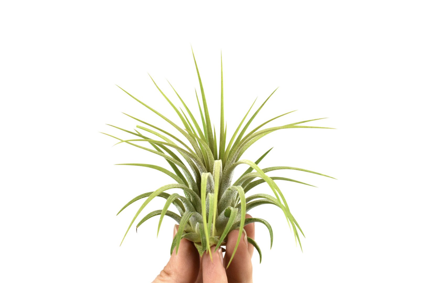 Tillandsia ionantha var. rubra