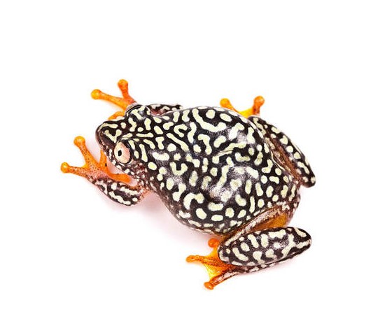 Starry Night Reed Frog | Heterixalus alboguttatus