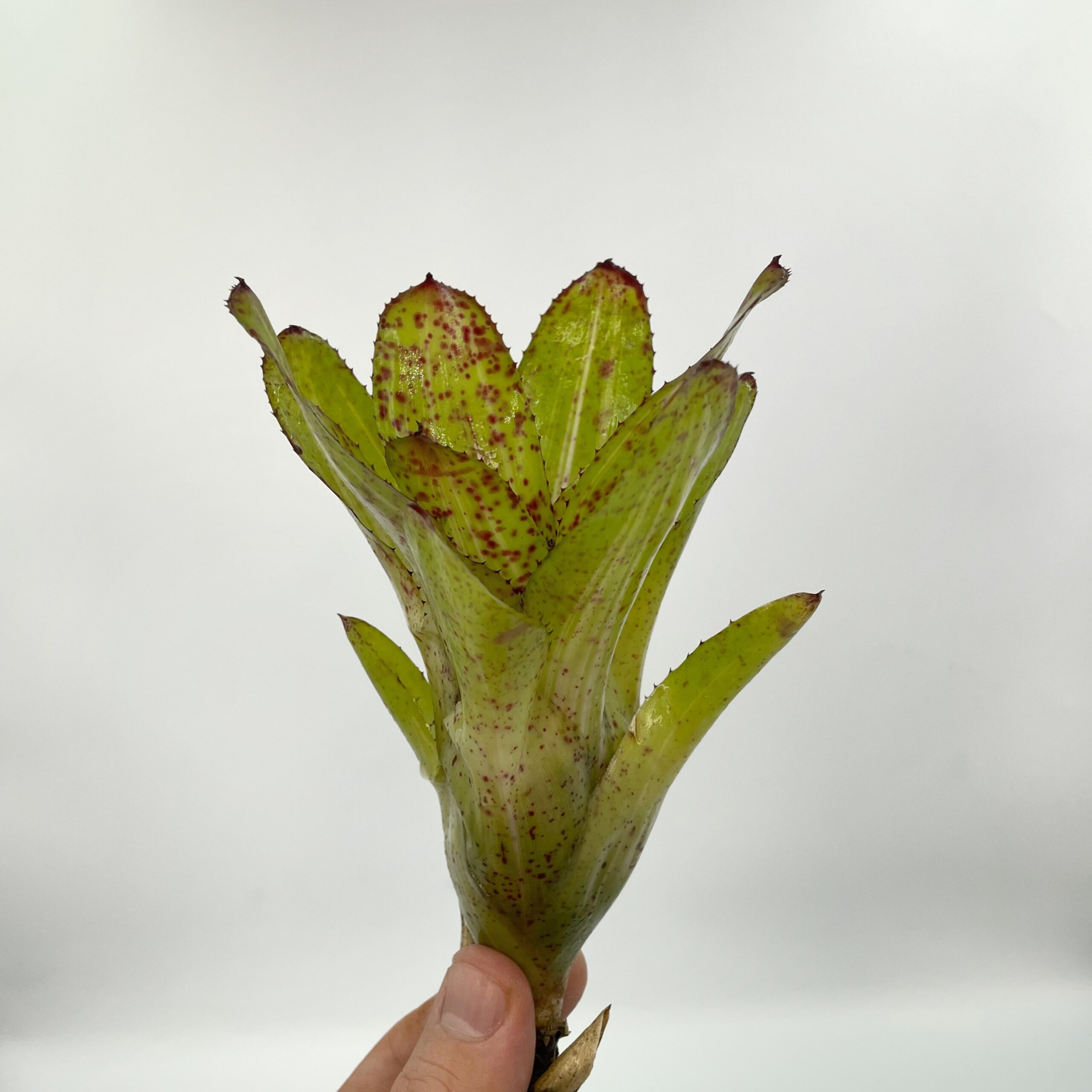 Neoregelia Chili Verde