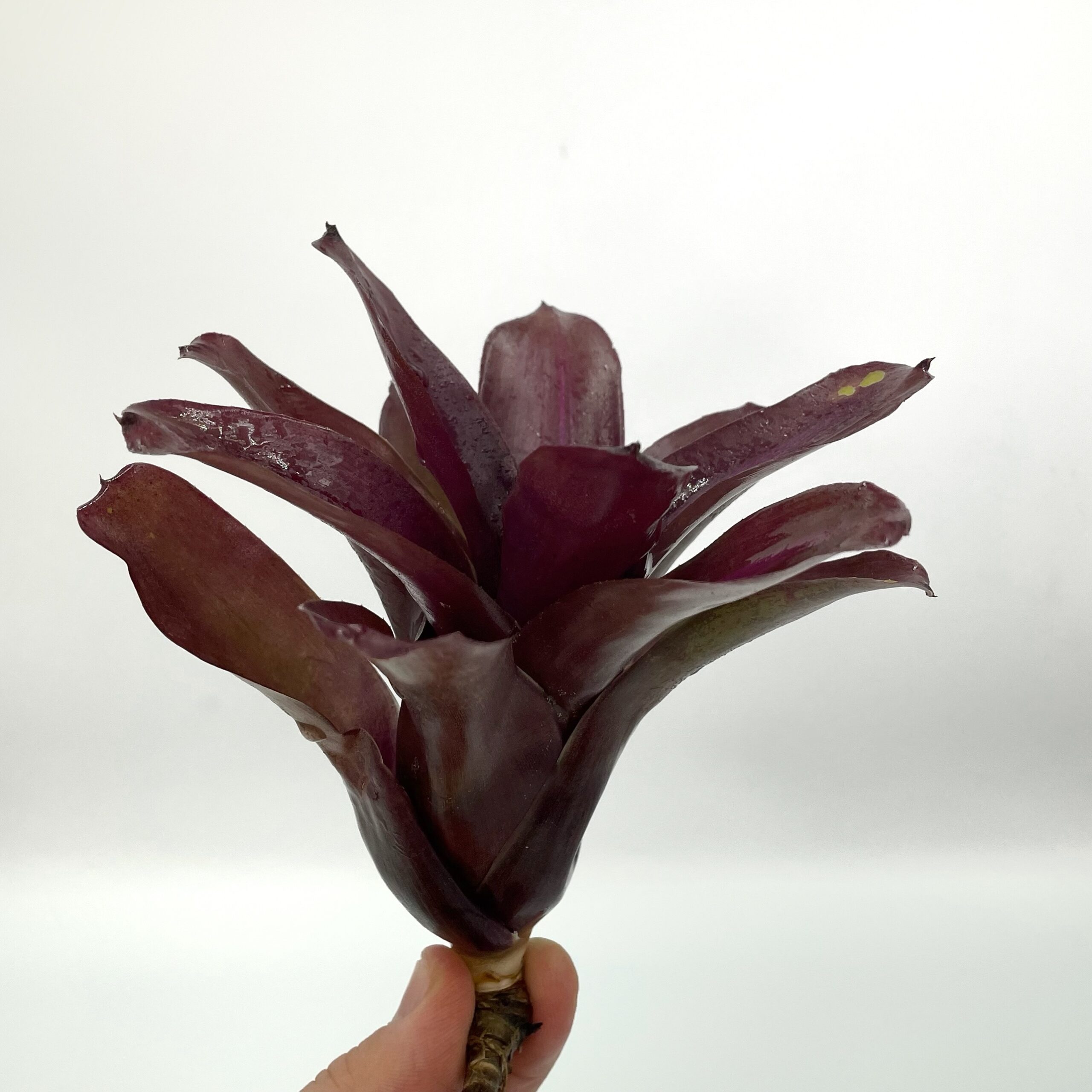 Neoregelia Iris