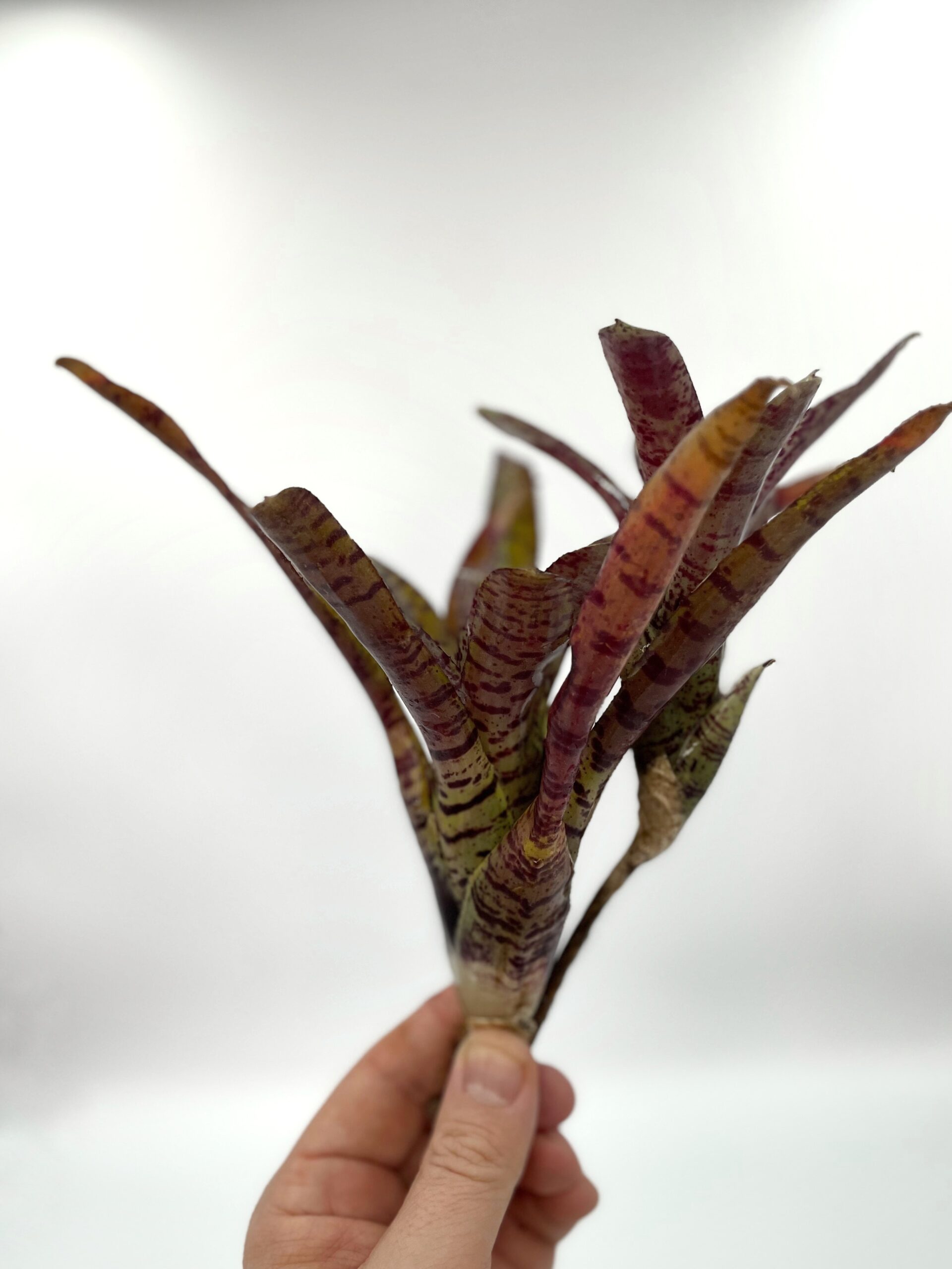 Neoregelia ampullacea Hybrid