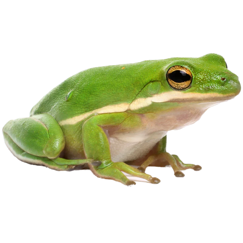 American green tree frog