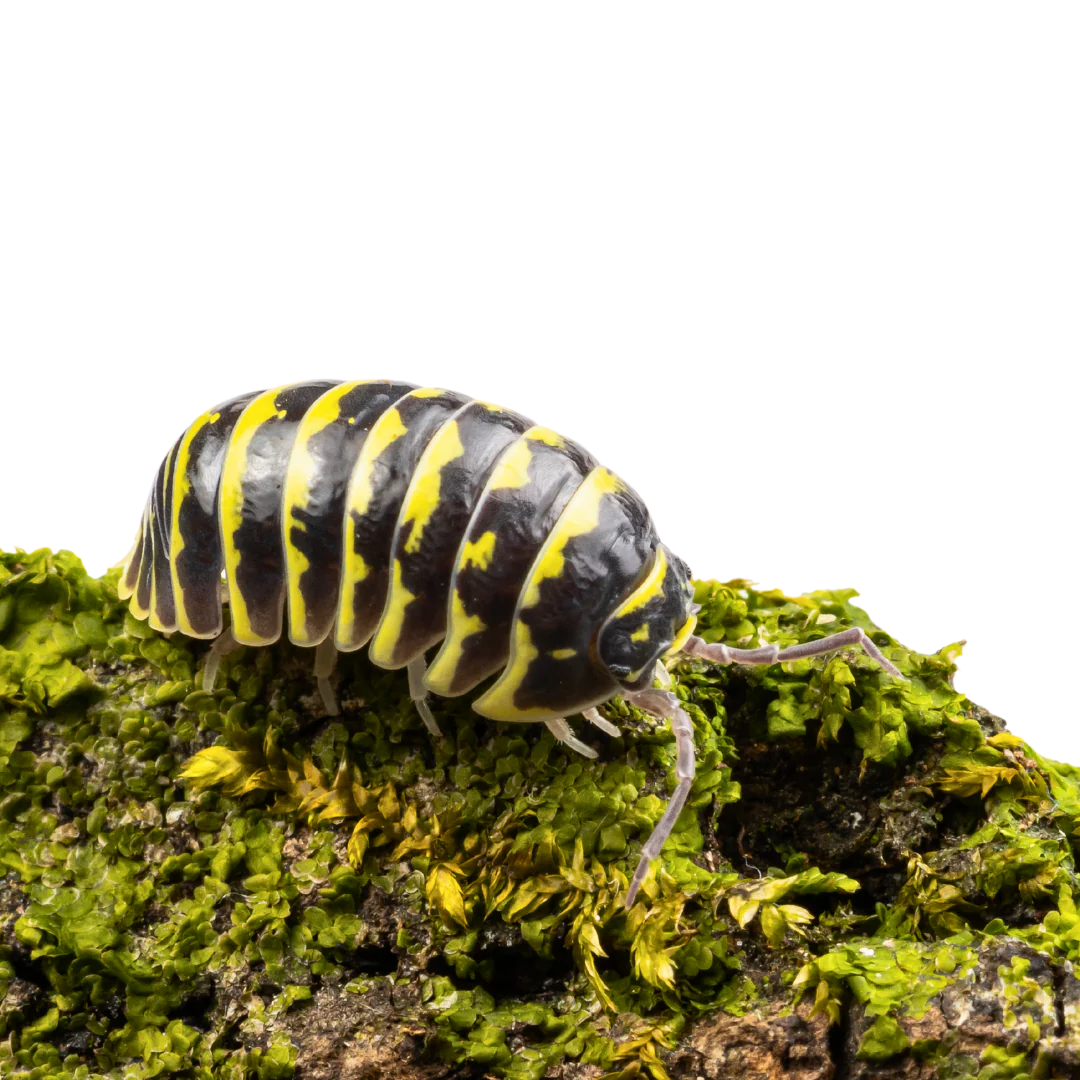 Isopods