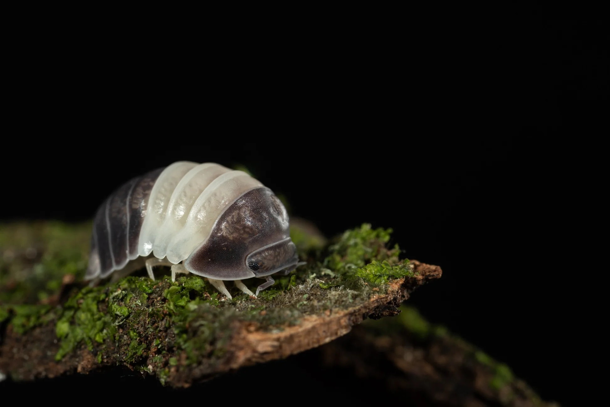 Isopods