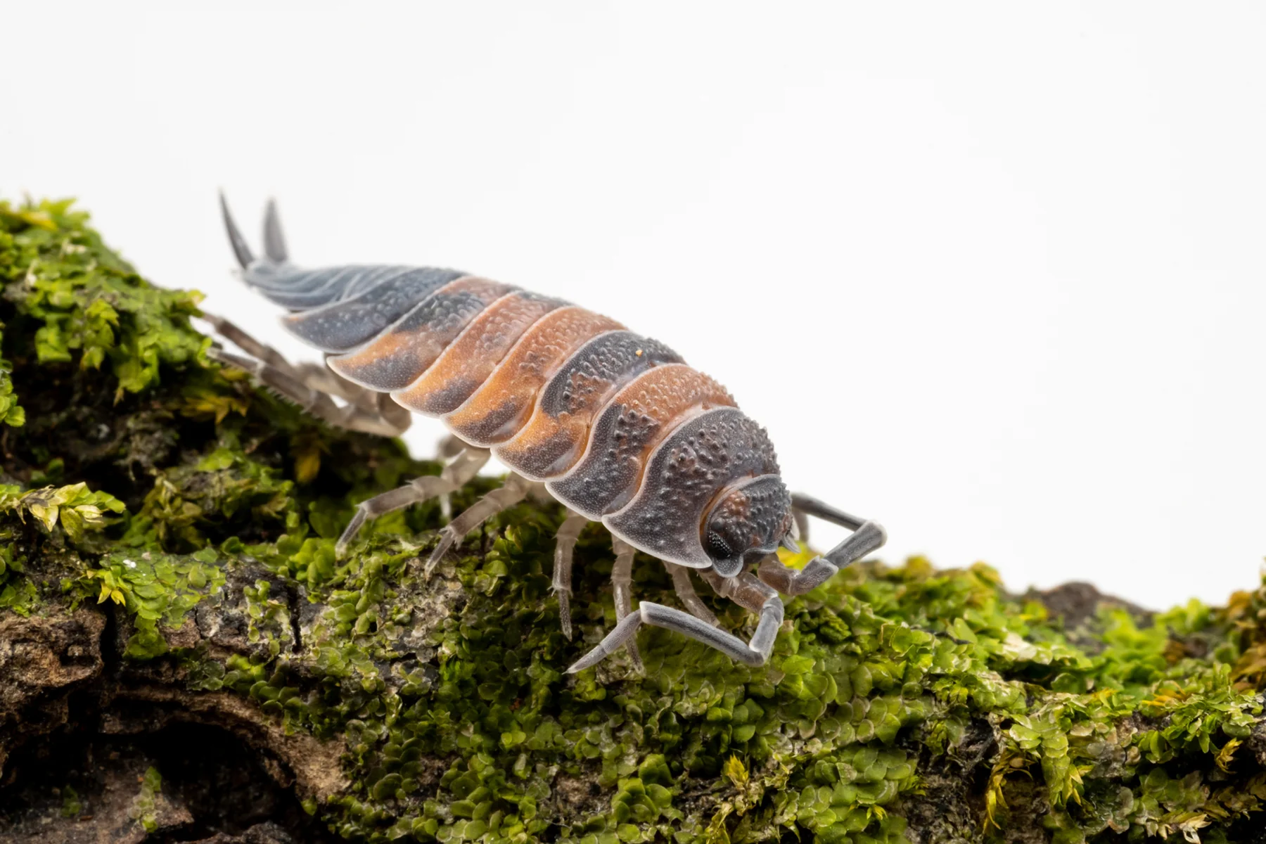 Isopods