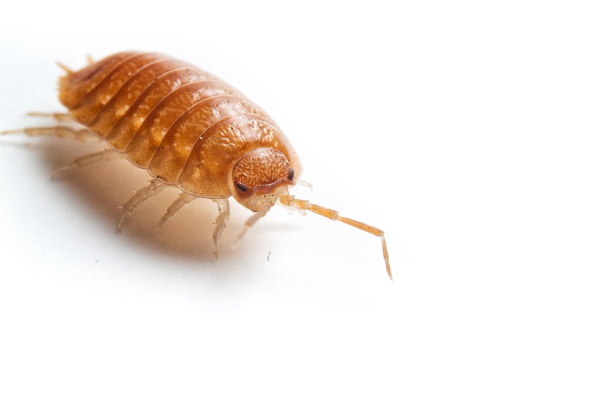 isopods