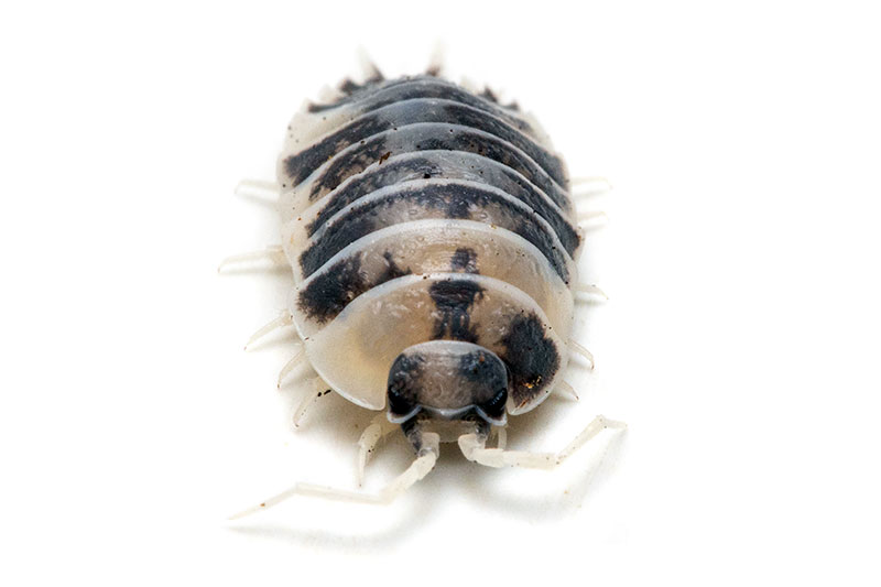 isopods