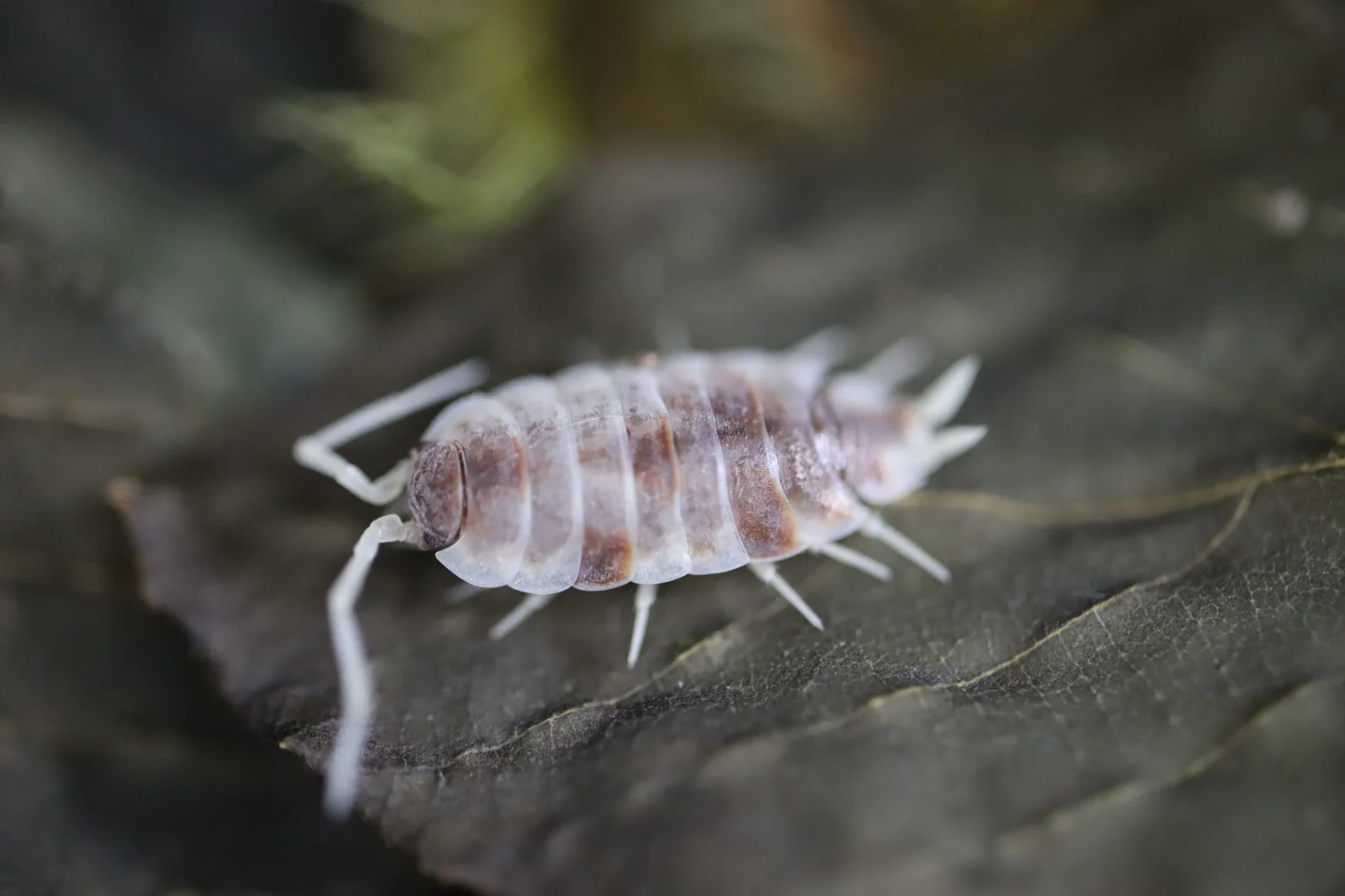 isopods