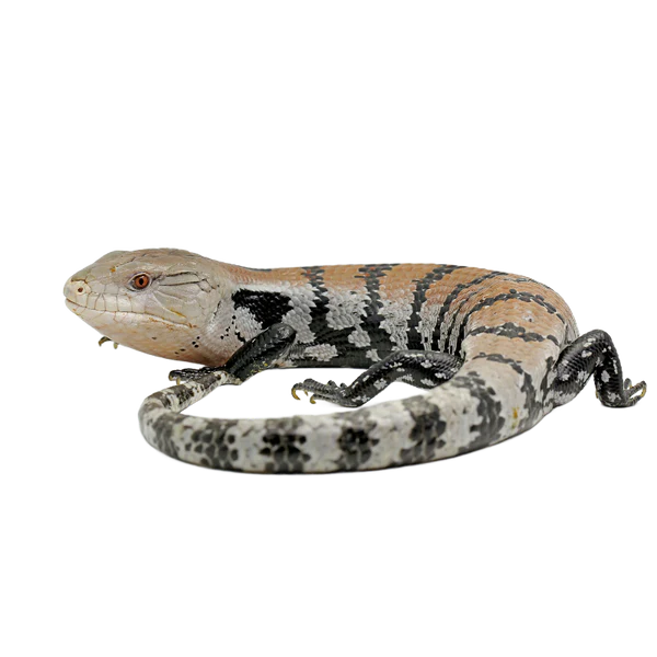 indonesian blue tongue skink
