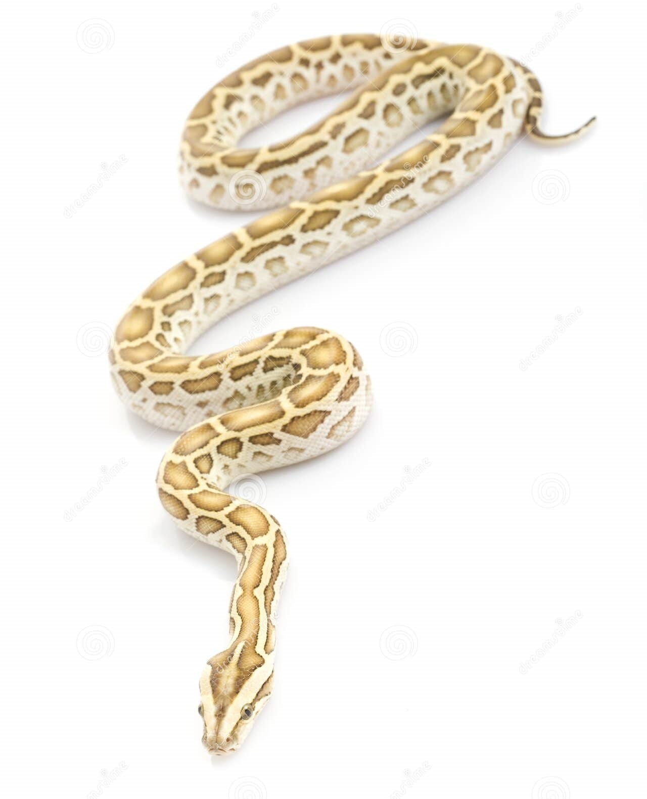 burmese python hypo