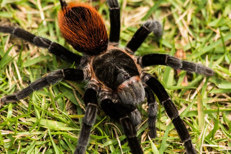 tliltocatl vagans