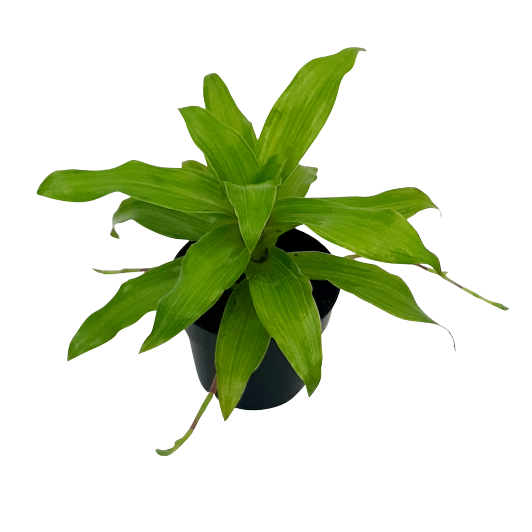 callisia fragrans
