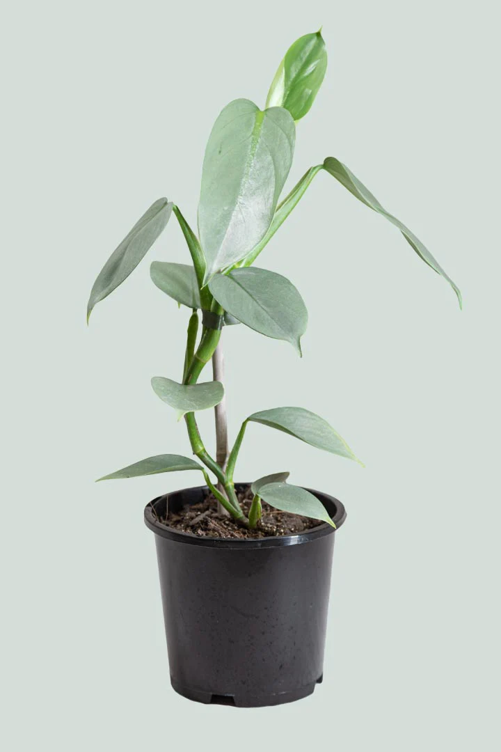 philodendron silver