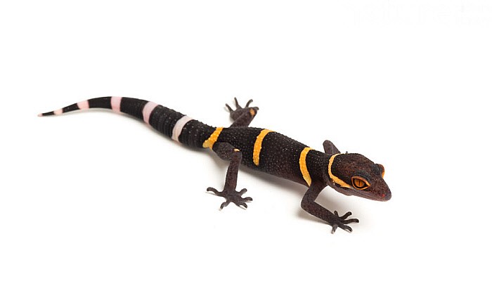 goniurosaurus hainanensis