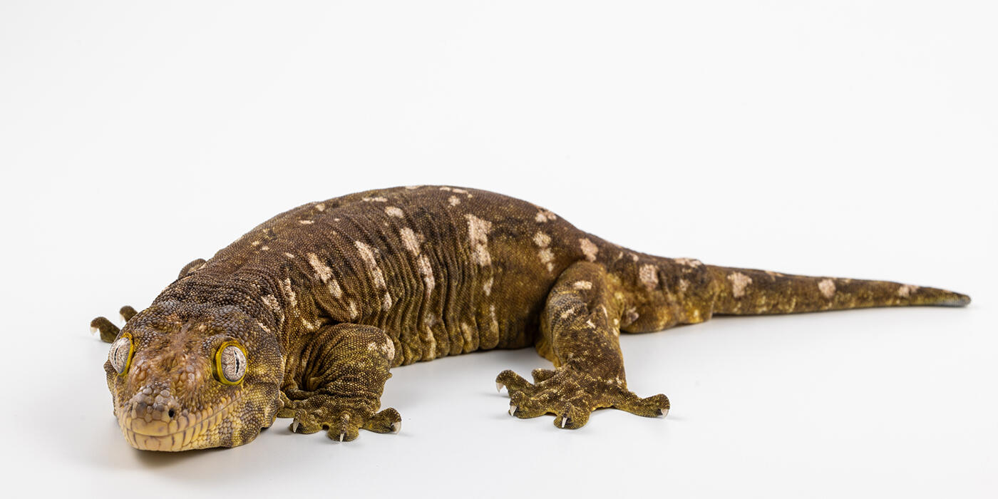 Rhacodactylus Leachianus