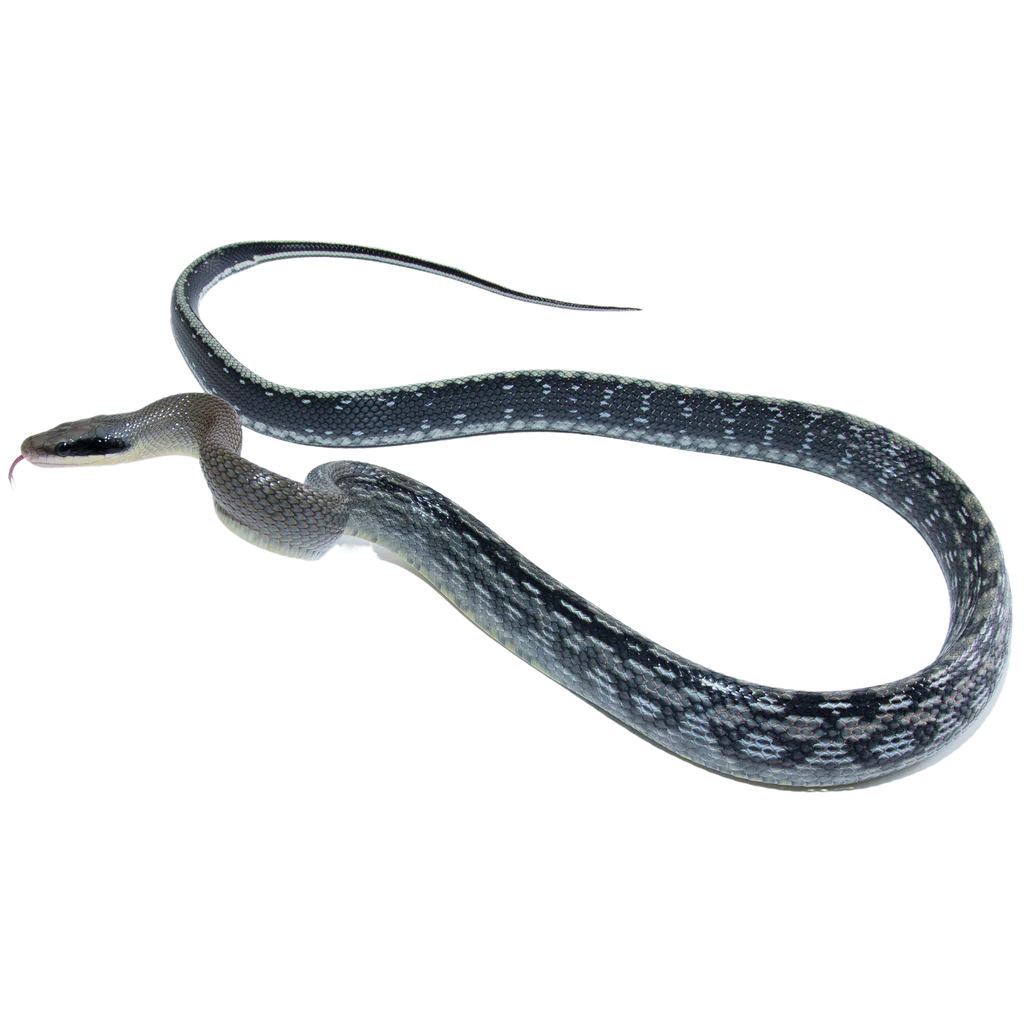 orthriophis taeniurus callicyanous