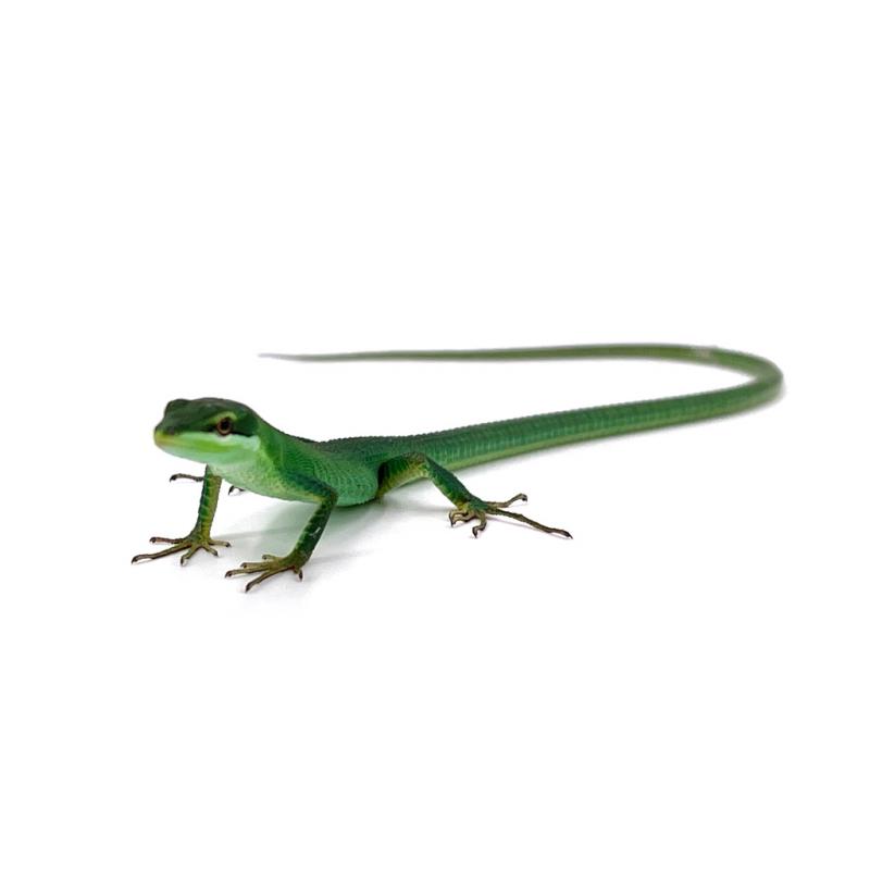 takydromus dorsalis