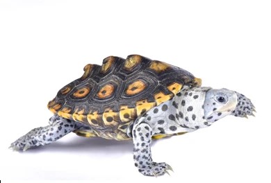 malaclemys terrapin macrospilota
