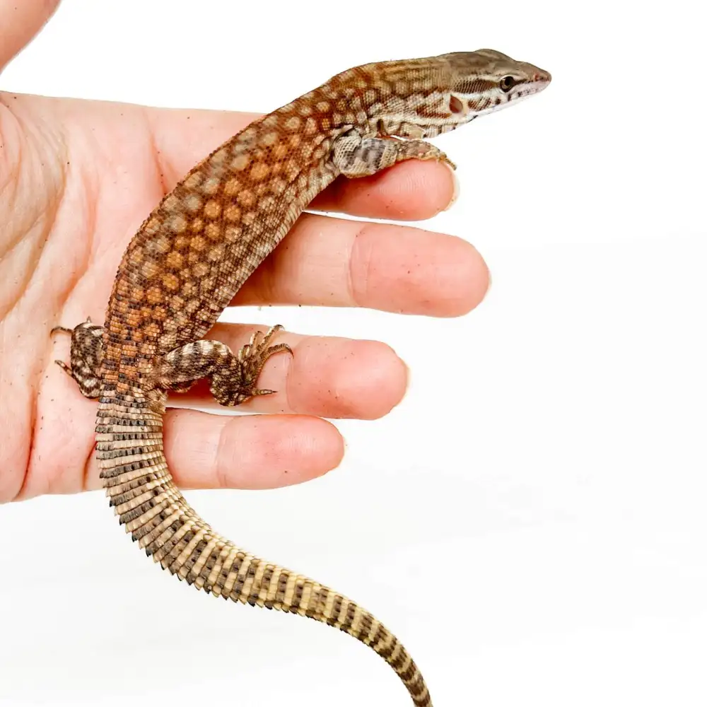 Varanus Acanthurus Red Ackie