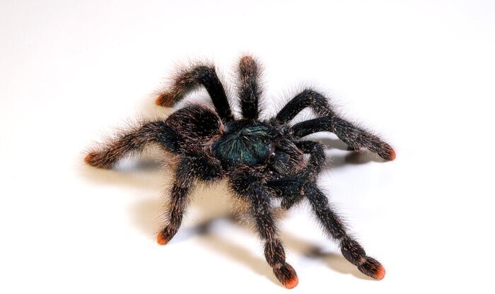 avicularia metallica