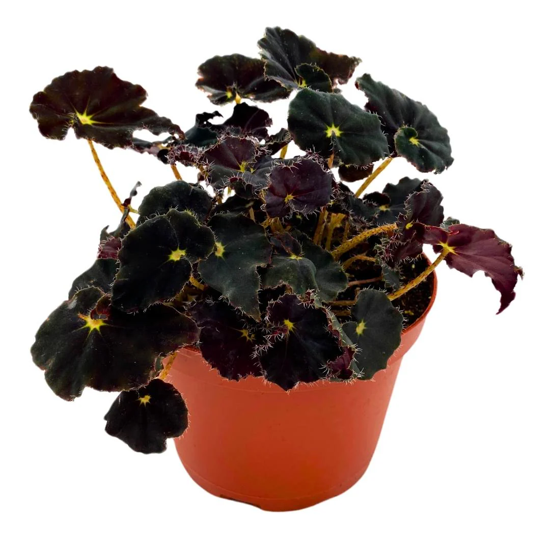Begonia Dark Mambo