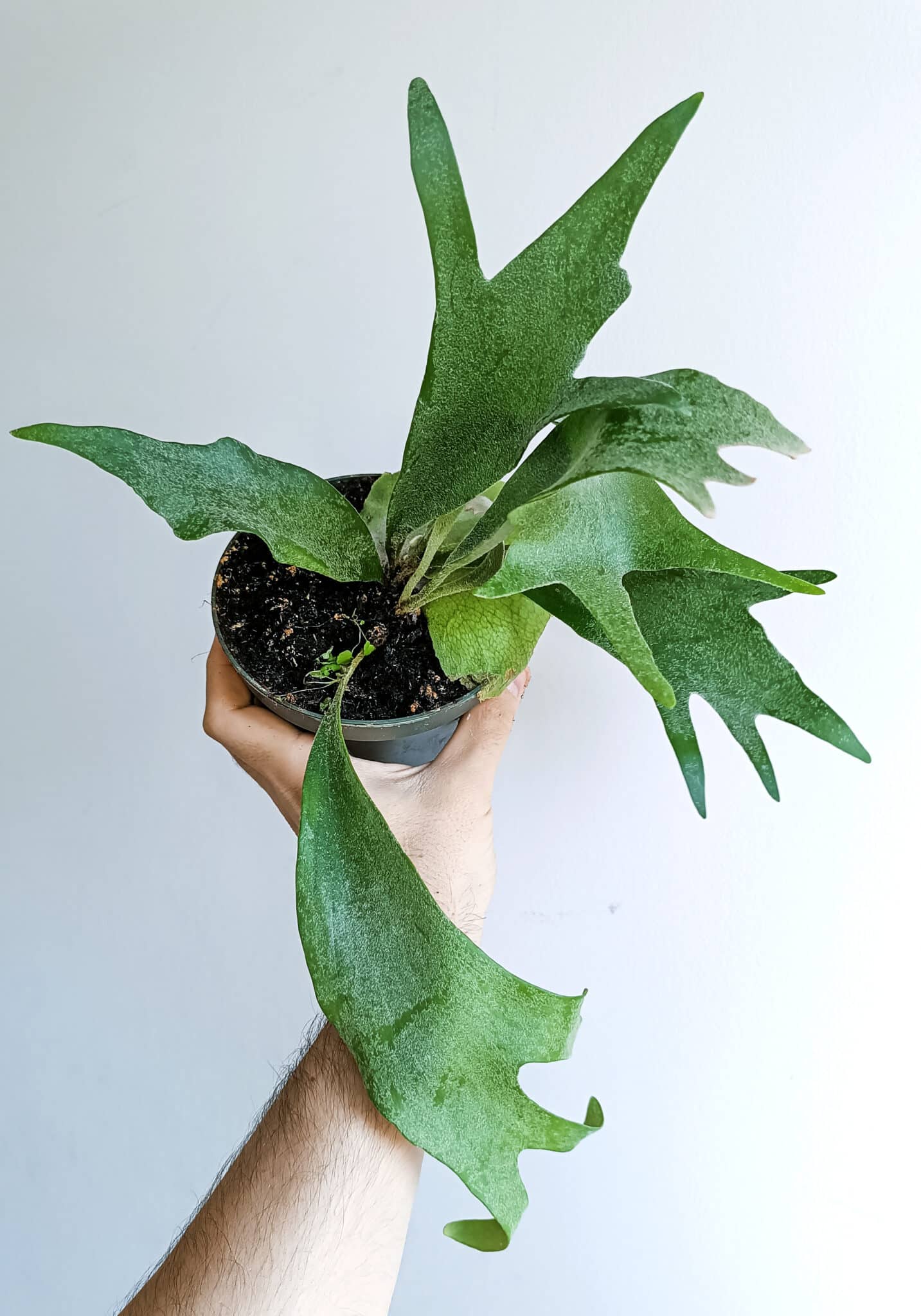 Platycerum Bifurcatum