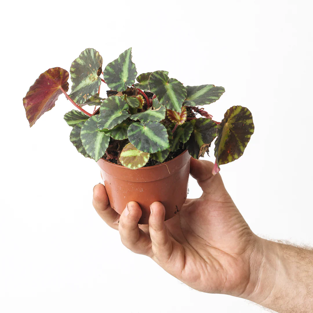 Begonia Rex Cleopatra