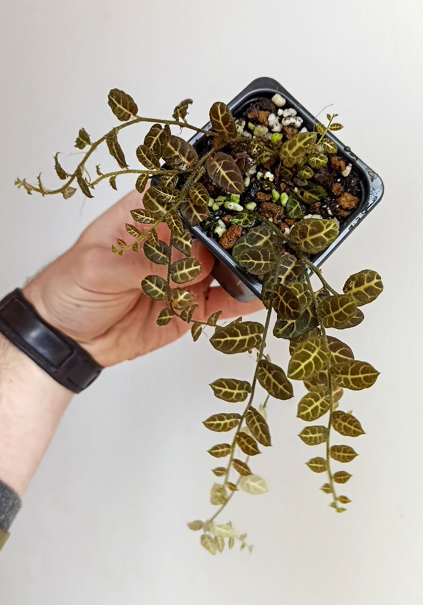 Solanum Evolvulifolium