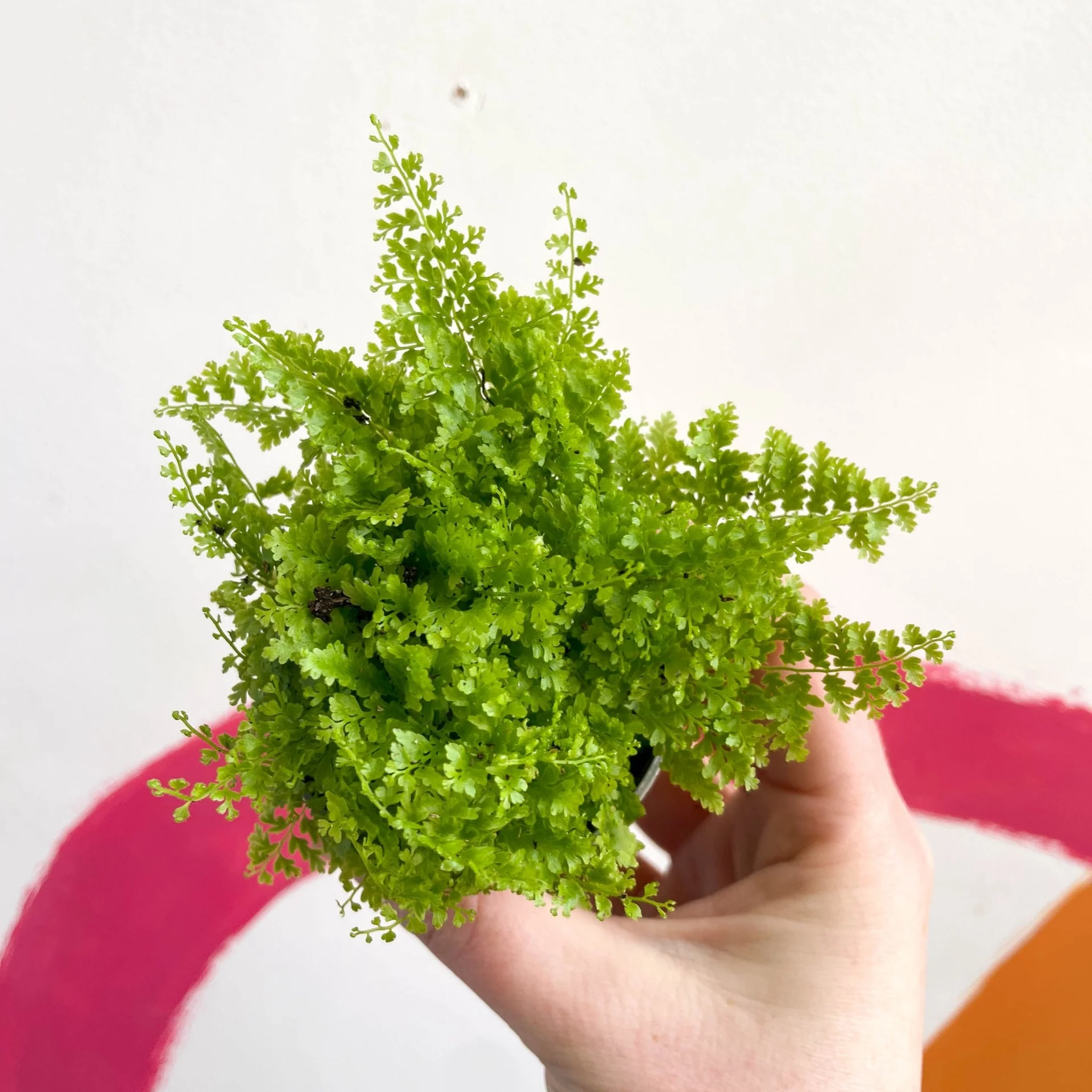 Nephrolepis Cotton Candy