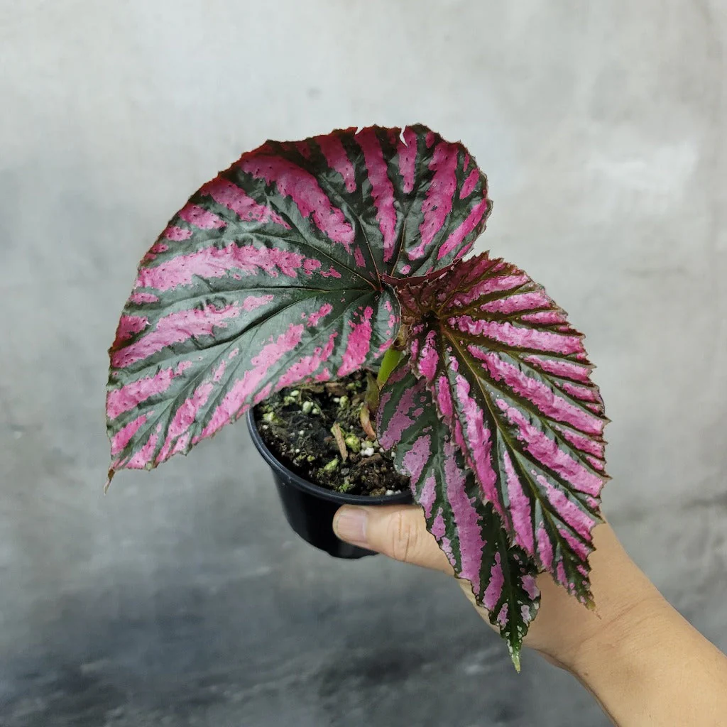 BEGONIA