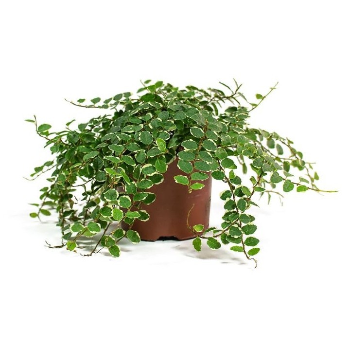 Ficus Arina (pumilla)
