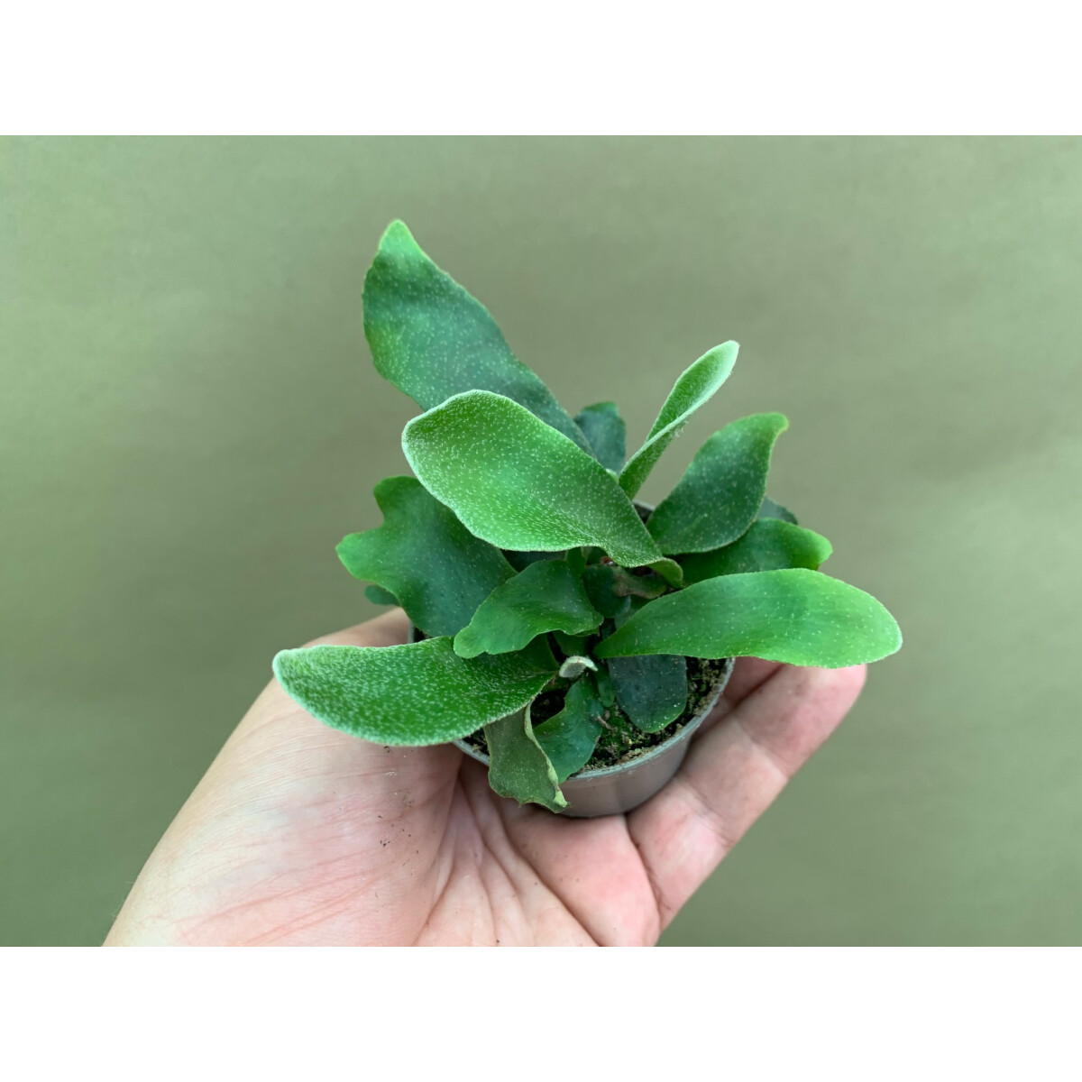 Platycerium Bifurcatum