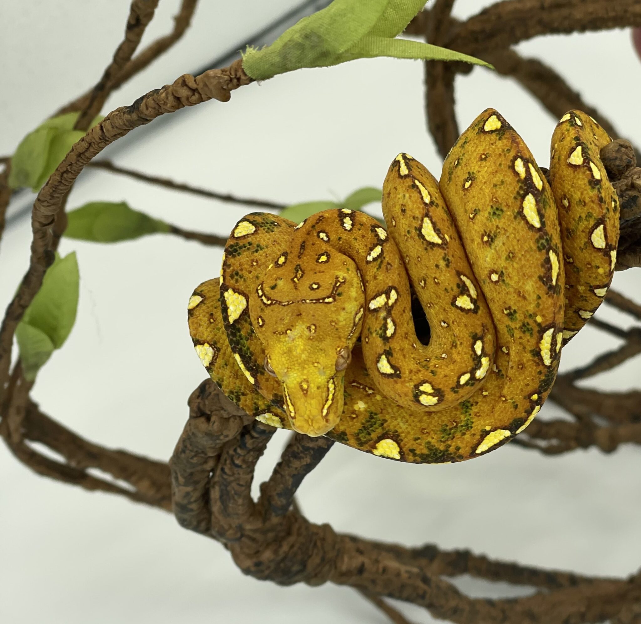 Green Tree Python - Morelia Viridis / Biak Red Neonate - MyReptileShop