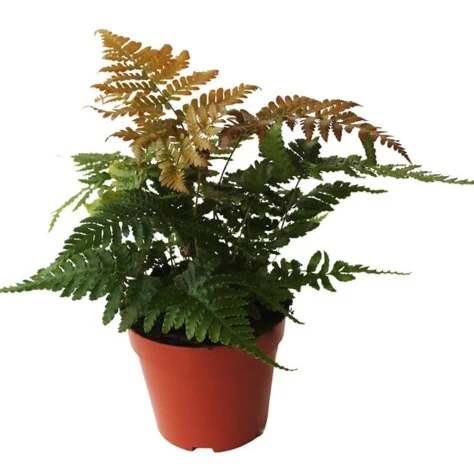 dryopteris erythrosora