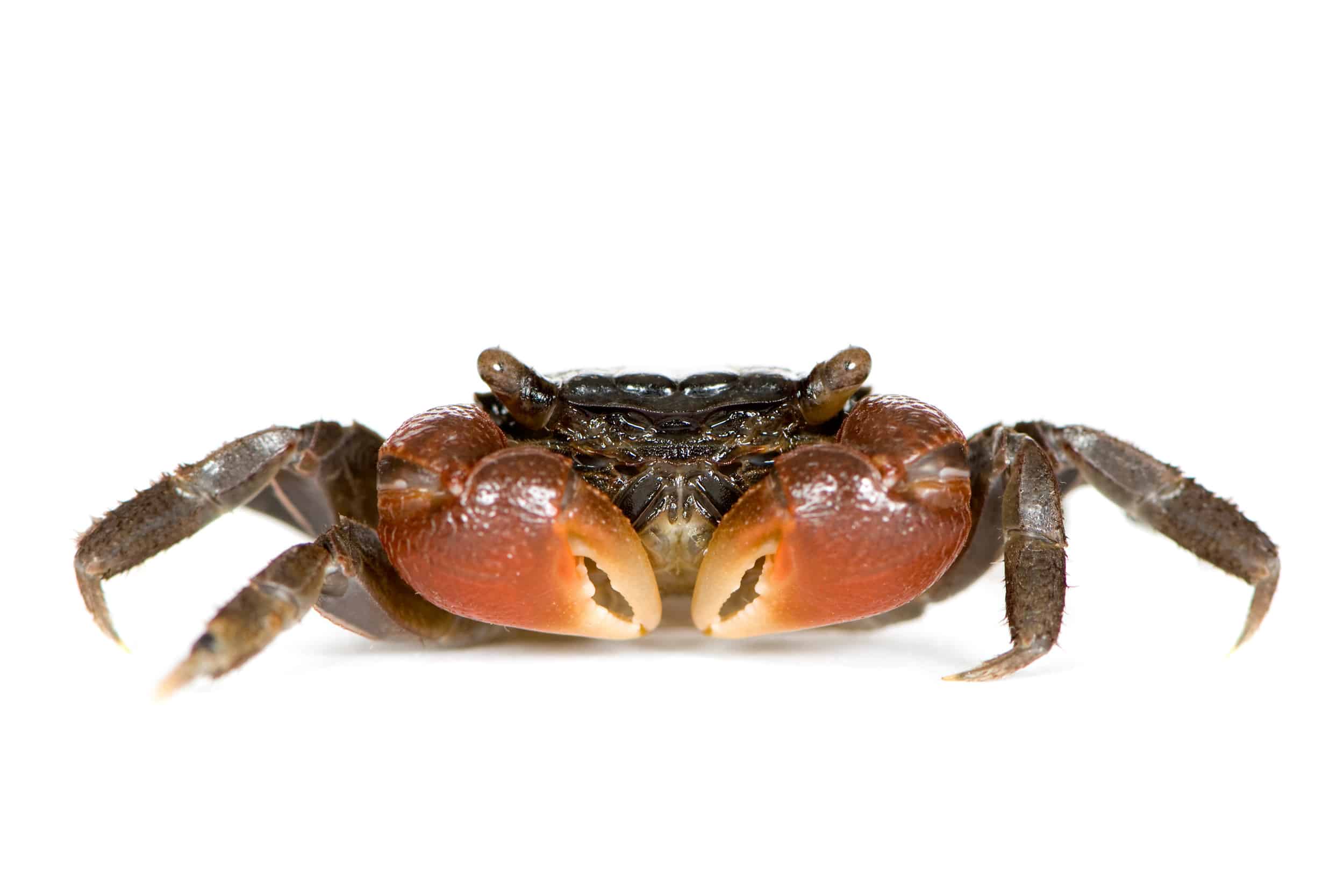 red claw crab
